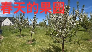 我们的100多颗果树 今年全部爆花 2025May27