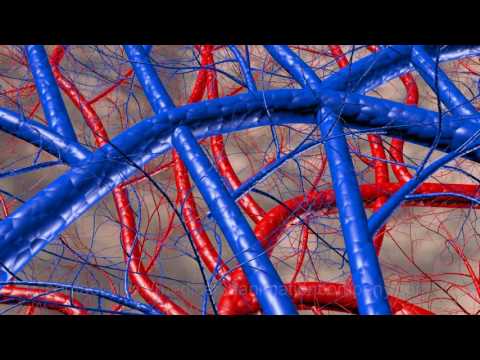 hand anatoly circulation artery vein 3d medical explainer video
