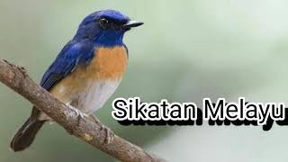 Download lagu Suara pikat teledekan (sikatan Melayu) mp3 Download lagu Suara pikat teledekan (sikatan Melayu) mp3