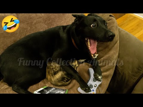 Try Not To Laugh 🤣 | Best Funny Animal Videos🐕🐈2025 