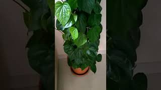 Download lagu Tanaman Daun Sirih (Calcutta Paan) di rumah mp3 Download lagu Tanaman Daun Sirih (Calcutta Paan) di rumah mp3