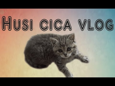 , title : 'HUSI CICA VLOG - Megőrült a macska!'