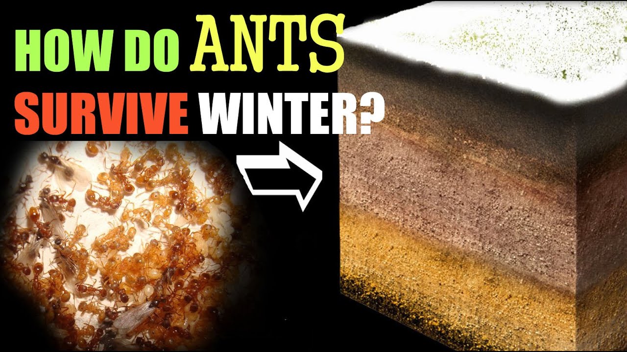 How Ants Survive the Winter
