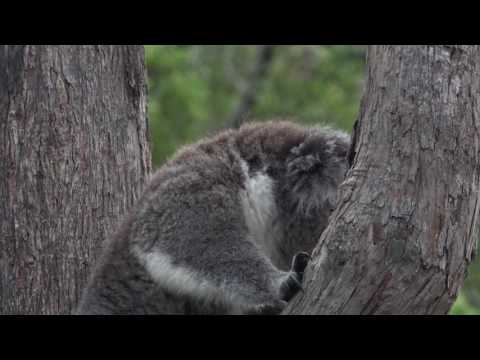 Violent koala interaction