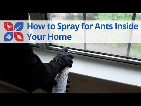  How to Spray for Ants Indoors Video 