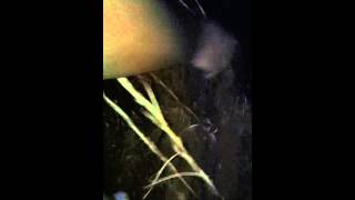 Young BreedzTv:Real nigga fishing