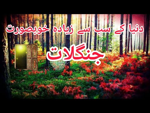 Forests | The world most Beautifull Forests exploring by Danyal official Vlog #photography #vlog