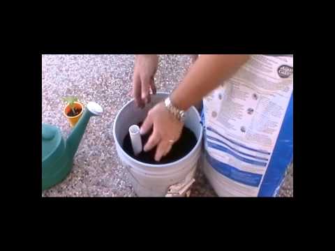 download lagu mp3 mp4 Bush Goliath, download lagu Bush Goliath gratis, unduh video klip Bush Goliath