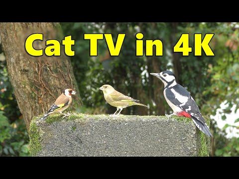 Cat TV in 4k ~ Video for Cats to Watch Birds ⭐ 8 HOURS ⭐