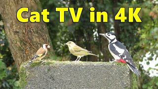 Cat TV in 4k ~ Video for Cats to Watch Birds ⭐ 8 HOURS ⭐