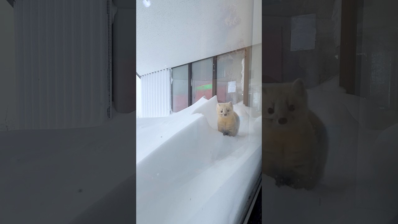 Cute Wild Sable in Japan #hokkaido