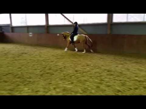 3j. Ponystute von FS Mr RIght