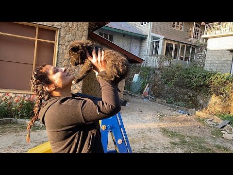 Raveena Tandon Playing with her dogs