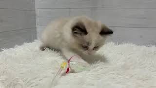 ラグドールの動画01