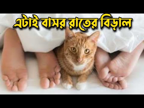 প্রশ্নঃ বাসর রাতে বিড়াল মারা বলতে কি বুঝায়?