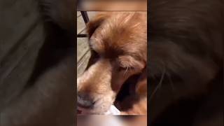 Cachorro não nega nada kkkk