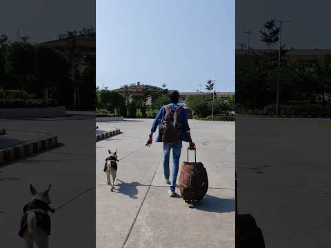 Dog in Rishikesh🐾- #short #shorts #viral #trending
