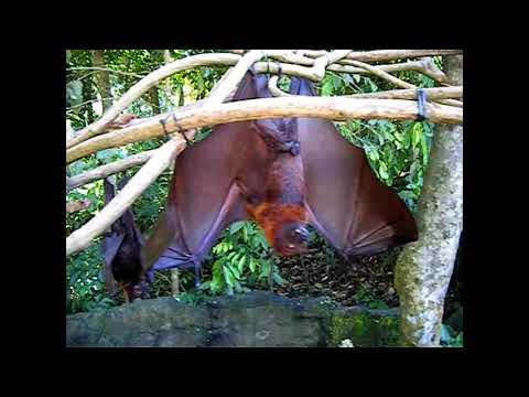 Large fying fox in Monkey Forest Ubud Bali (Óriás repülőkutya, denevér)