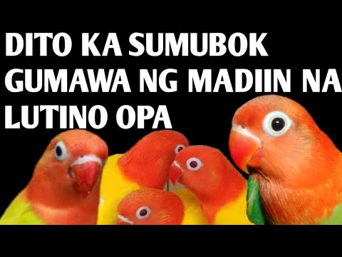 GANITO GUMAWA QUALITY 