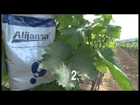 Zastita vinove loze, Galenika fitofarmacija   U nasem ataru 587