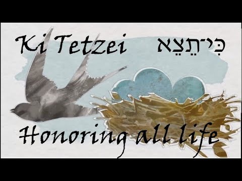 #49a Ki Tetzei -  D'var Torah going deeper into the laws the Honor all aspects of Life!