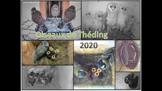 Vidéo bilan de la saison 2020 des oiseaux de Théding