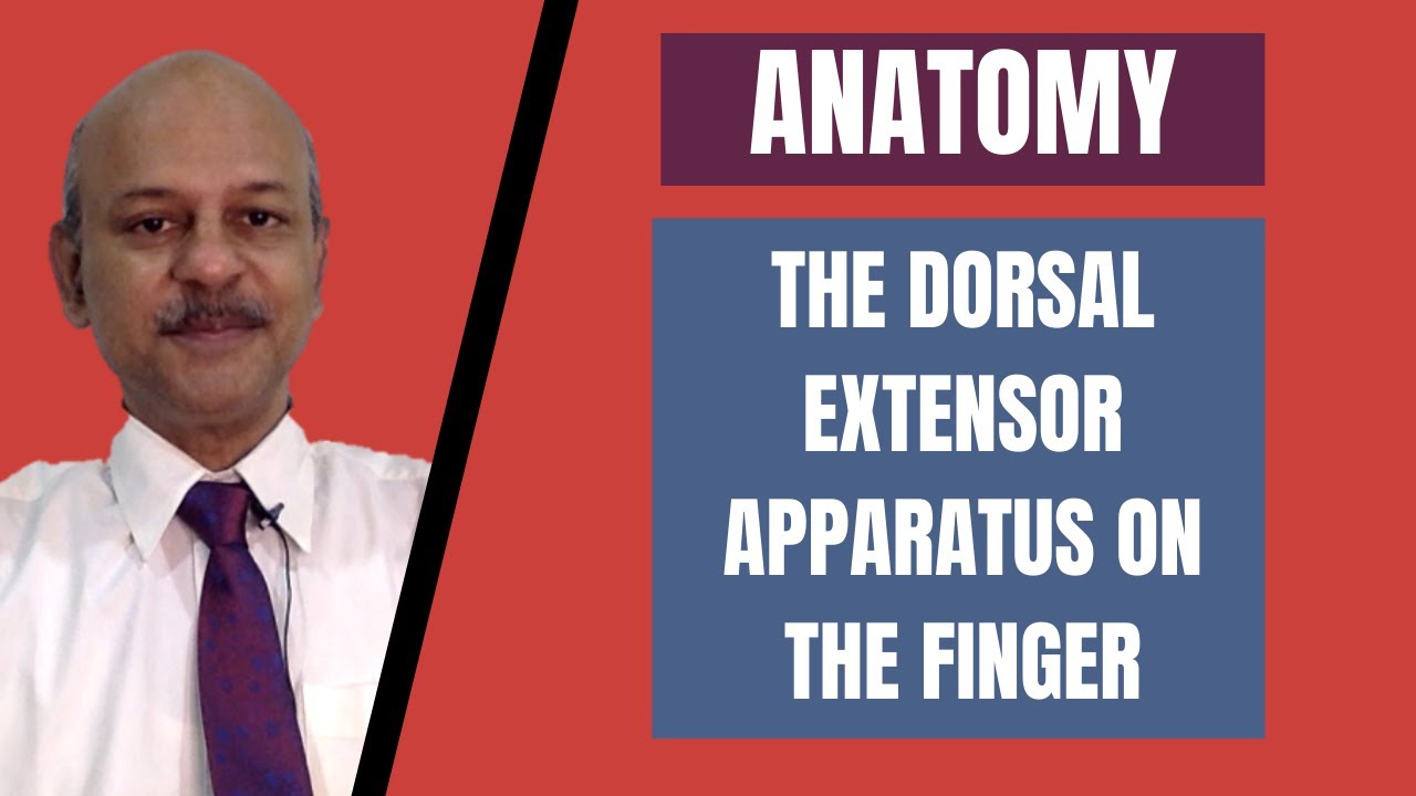 Lectures @ GK Hand Surgery: The Dorsal Extensor Apparatus - Simplified and discussed