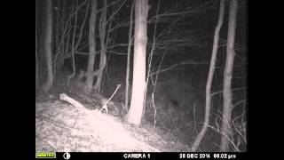 critters at deer carcass with audio
