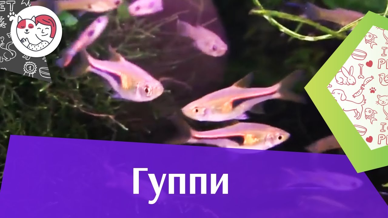 Гуппи АкваЛого на ilikePet