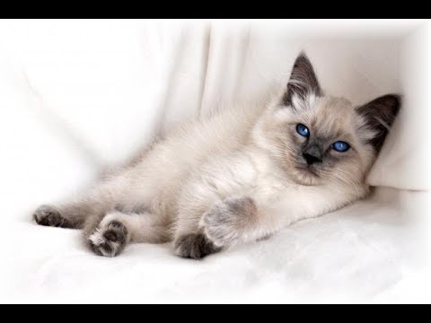 The Most Intelligent? It Could Be! | Balinese Cat