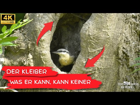 Wie der Kleiber singen und klettern kann 🐦 mit Gesang