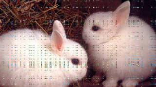 Bianca Blanc Africa (Shakira)