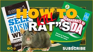 How To Kill Rats Without Poison  😏🤔😯😮