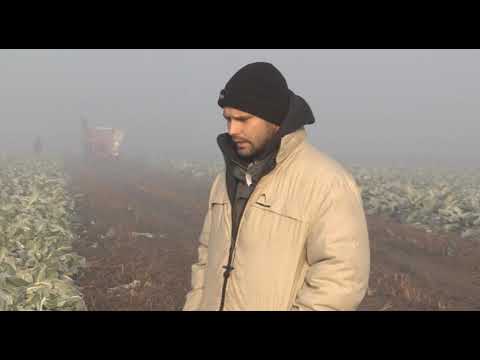 Može bolje ep. 90 24.12.2018. - Proizvodnja karfiola