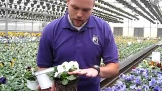Pansy Kevin Video 2