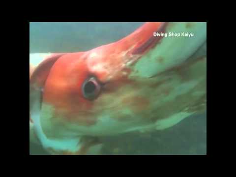 Japan Giant deep sea squid swims in bay