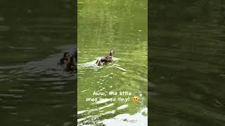 🇯🇵井の頭公園でカルガモの雛が生まれたよ🦆 #カルガモ親子 #東京 #吉祥寺 #井の頭公園 #カルガモ