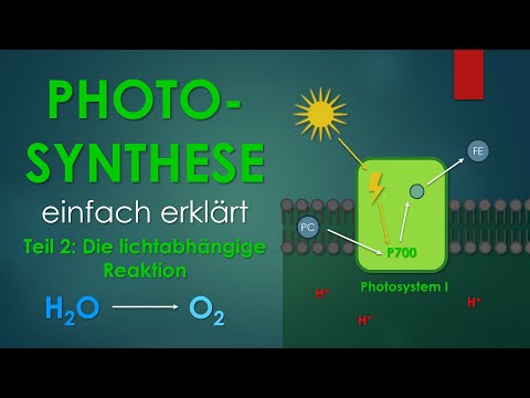2. The light-dependent reaction | PHOTOSYNTHESIS simply explained
