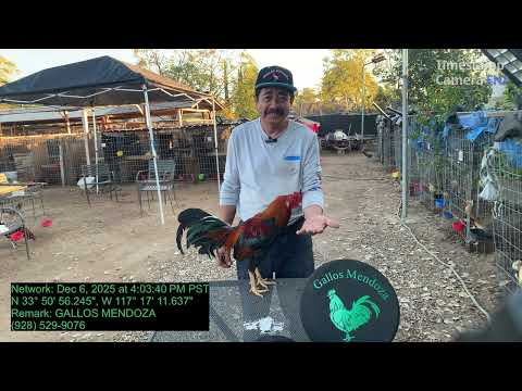 for stallion sweater asil