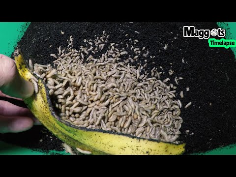 10,000 Maggots eat a Banana -Time Lapse Viddeo in 7 hours 🇻🇳