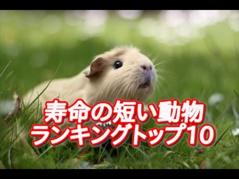 寿命が最も短い10の動物