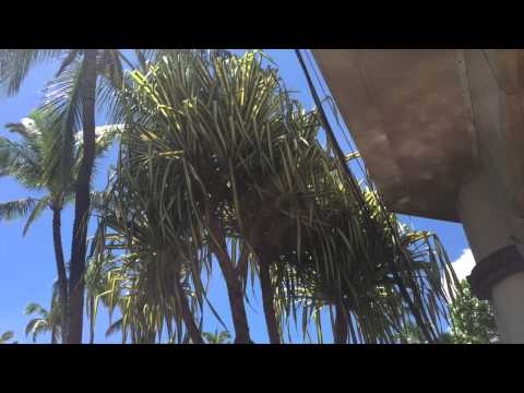 Hala Tree fun facts from Duane Starkman at the Westin Maui Resort and Spa