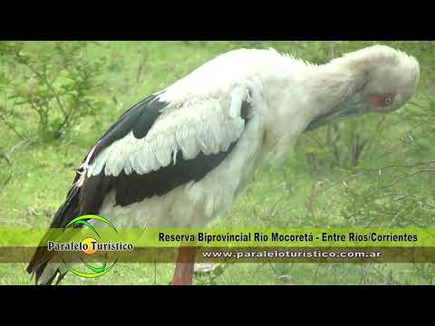 Reserva Río Mocoretá - Corrientes y Entre Ríos - Programa Paralelo Turístico 984 Bloque 01