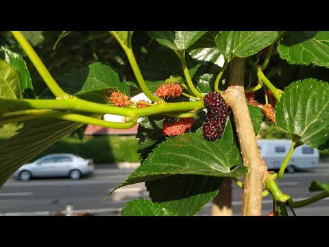 Very sweet Mulberry - Morus alba var Macrophylla = var Platanifolia