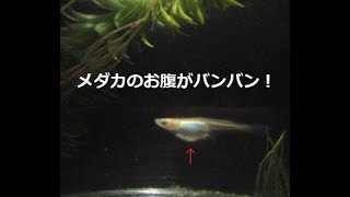 メダカ お腹 パンパン Watch Hd Mp4 Videos Download Free