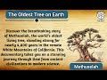 The Oldest Tree On Earth Methuselah The World S Oldest Living Tree Story