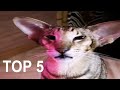 Top 5 cats - PART 2