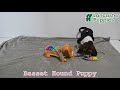 Basset Hound dogs for sale: Jacqueline - Video 1