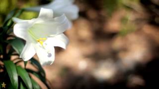 ☆ Tu t'en vas - Alain Barrière, Noelle Cordier - with lyrics [HD]