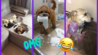 The World's GUILTIEST Dogs | Moxi Moments